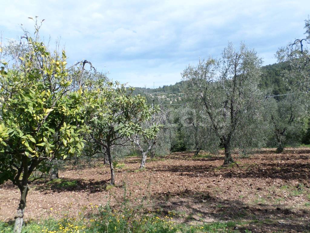 immagine annuncio 3 di 7