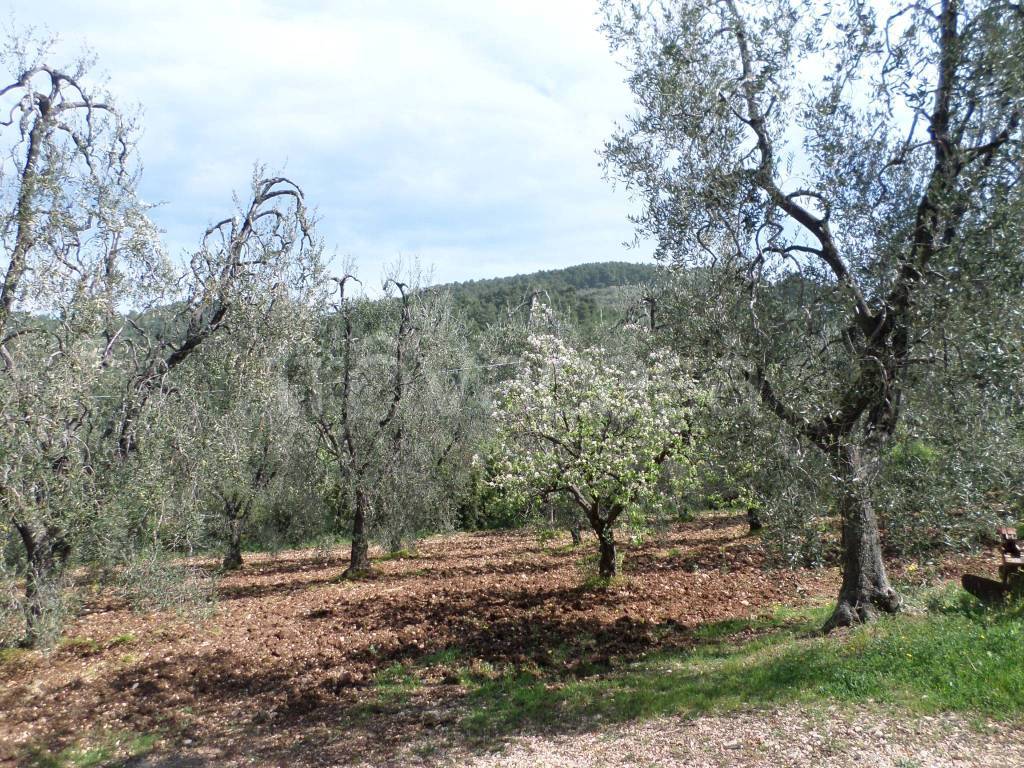 immagine annuncio 4 di 7