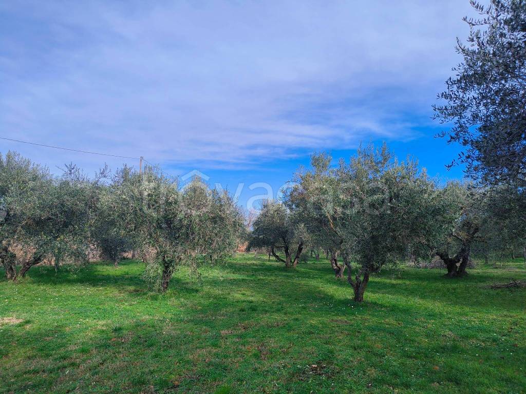 immagine annuncio 3 di 11