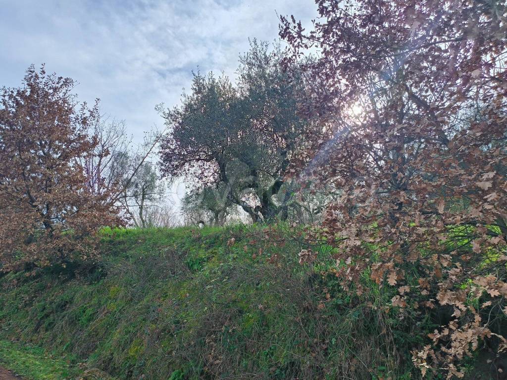 immagine annuncio 6 di 11