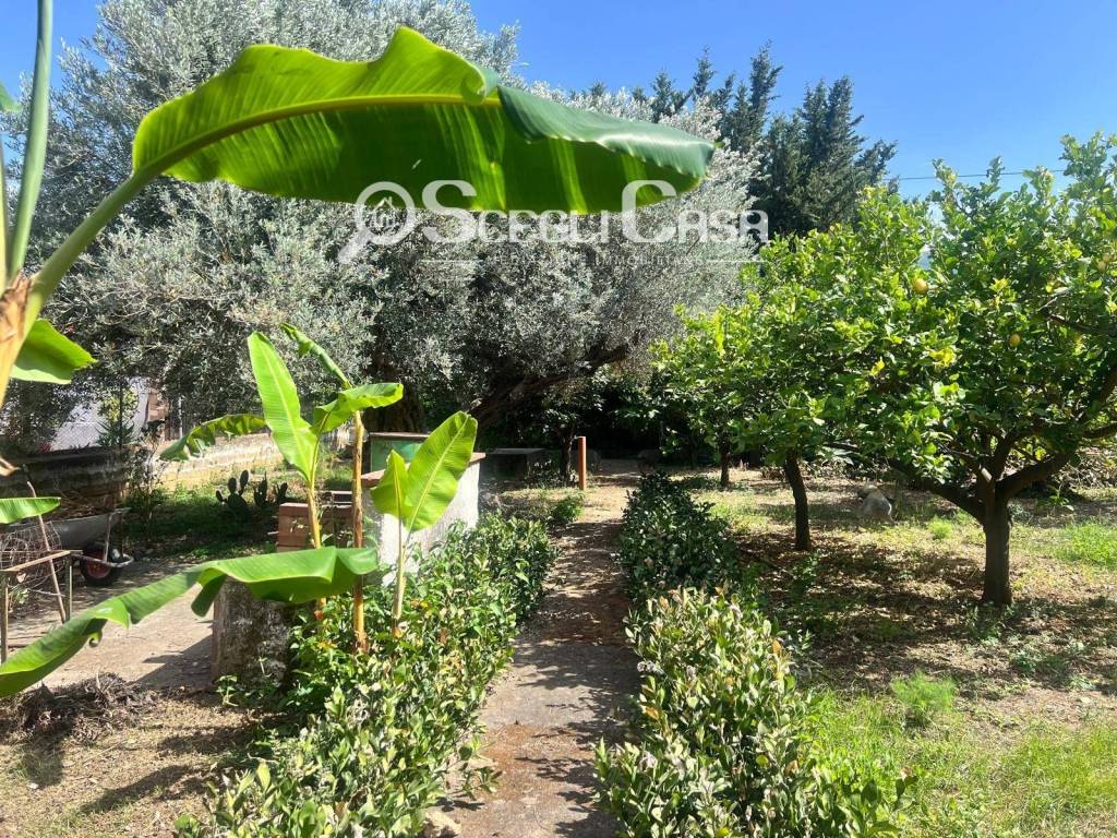 immagine annuncio 8 di 12