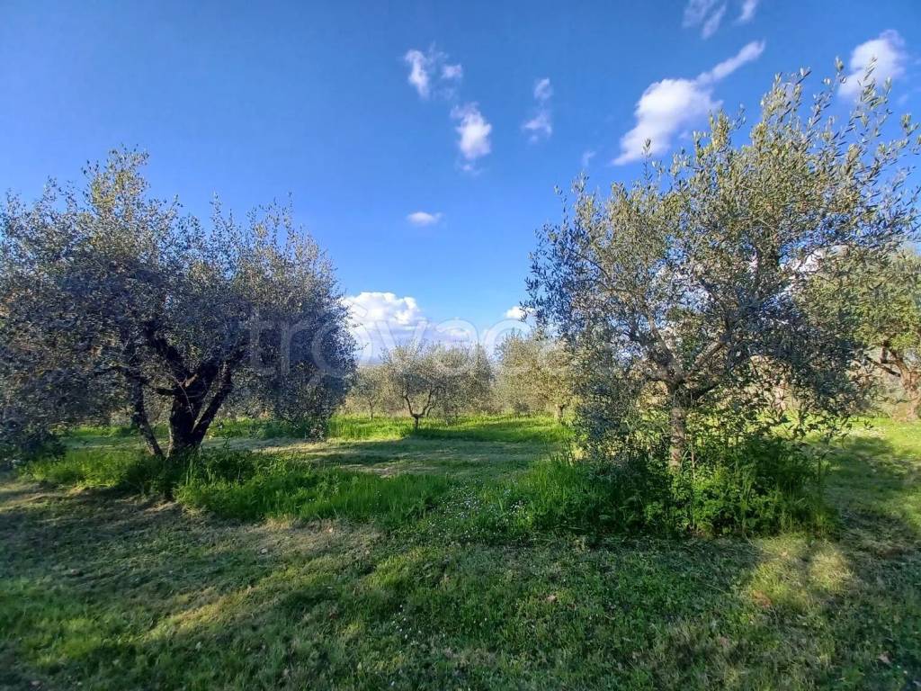 immagine annuncio 6 di 12
