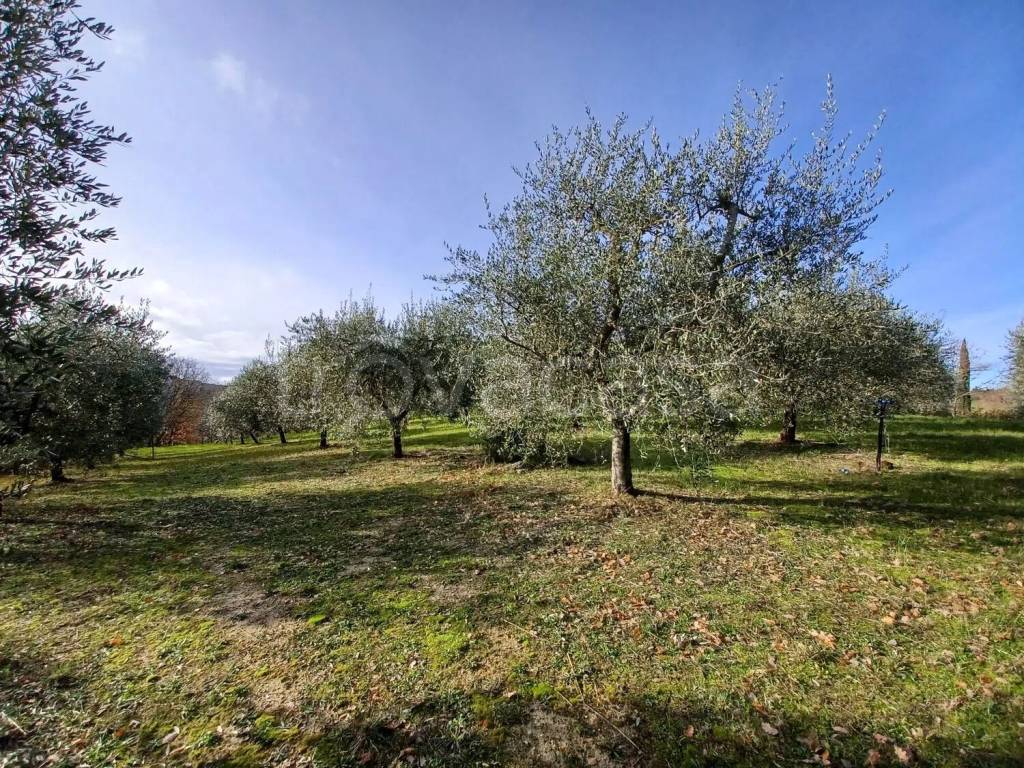 immagine annuncio 5 di 9