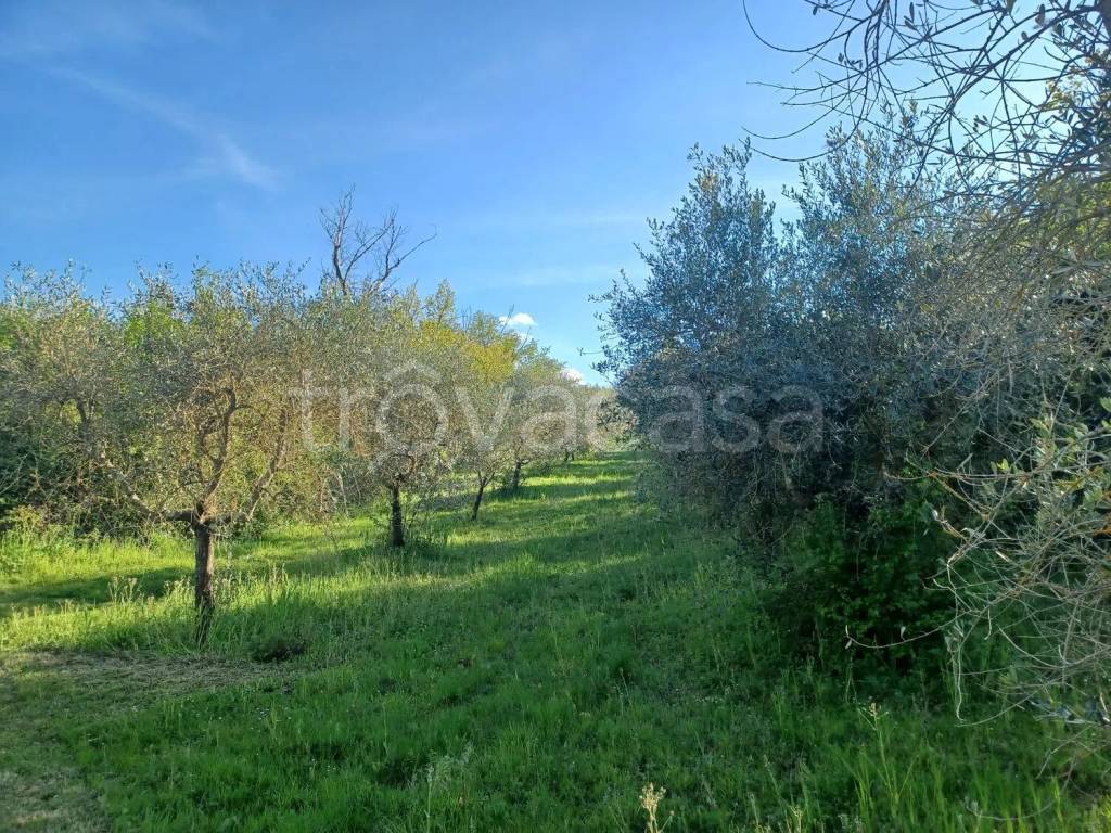 immagine annuncio 7 di 12