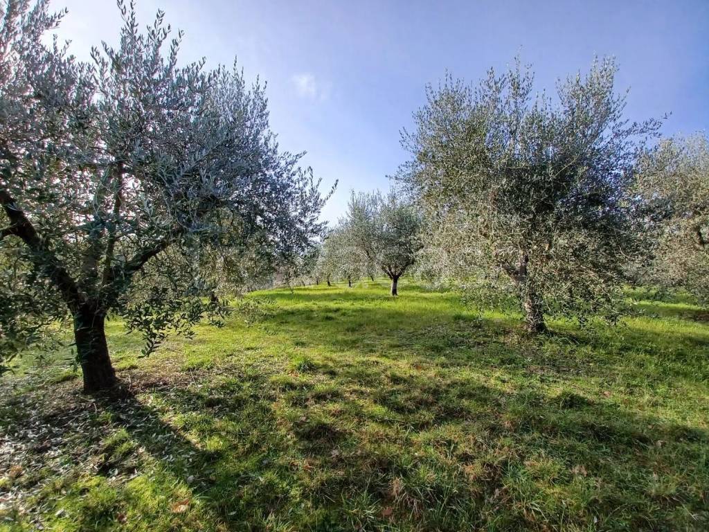 immagine annuncio 6 di 9