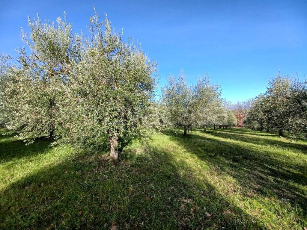 immagine annuncio 7 di 9