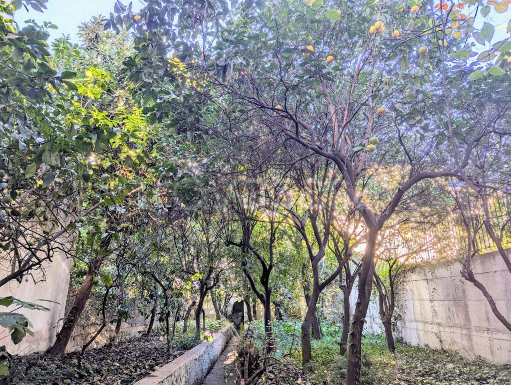 immagine annuncio 4 di 12