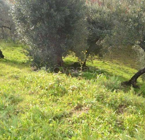 immagine annuncio 4 di 12
