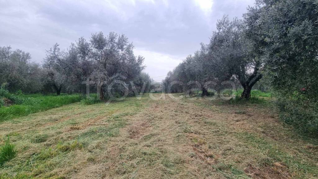 immagine annuncio 11 di 14