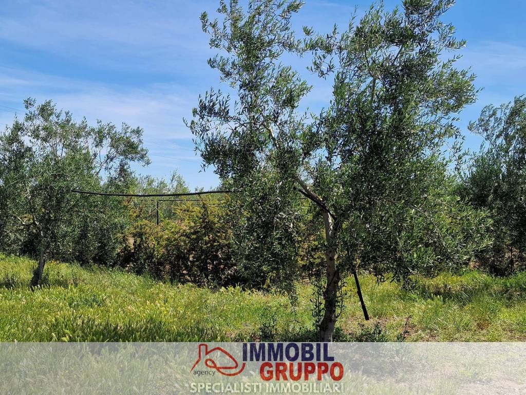 immagine annuncio 3 di 8