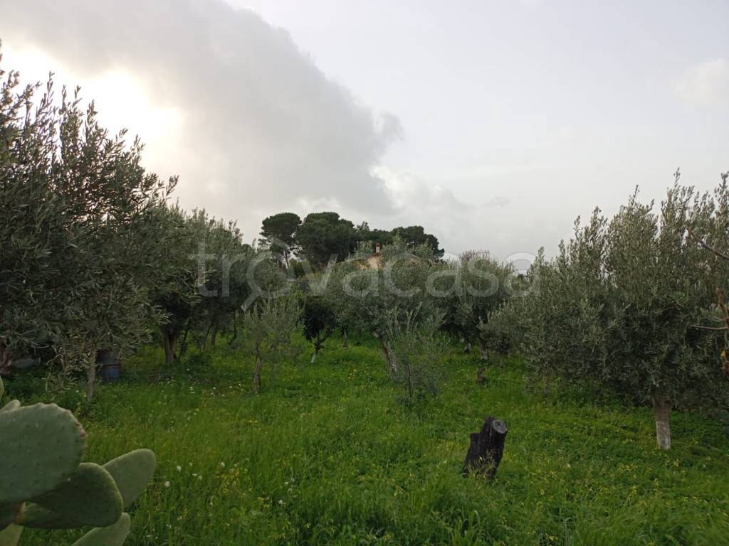 immagine annuncio 5 di 14