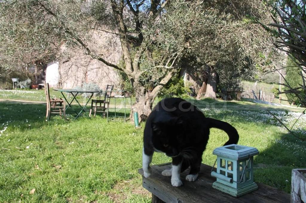immagine annuncio 8 di 12