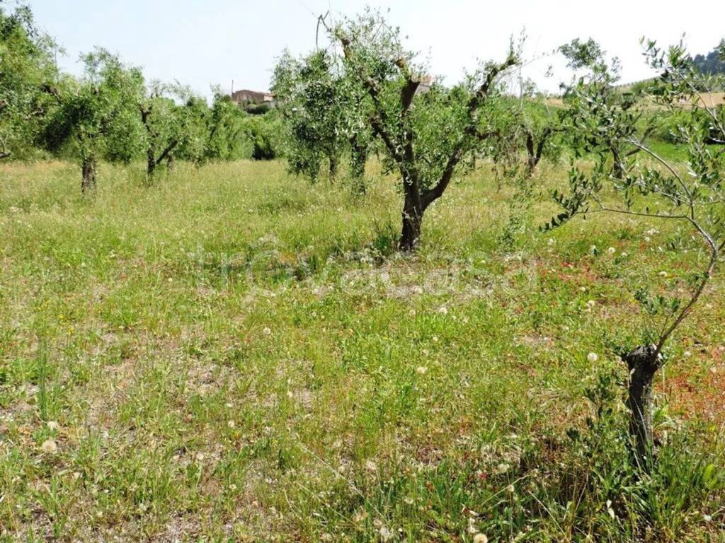 immagine annuncio 4 di 9