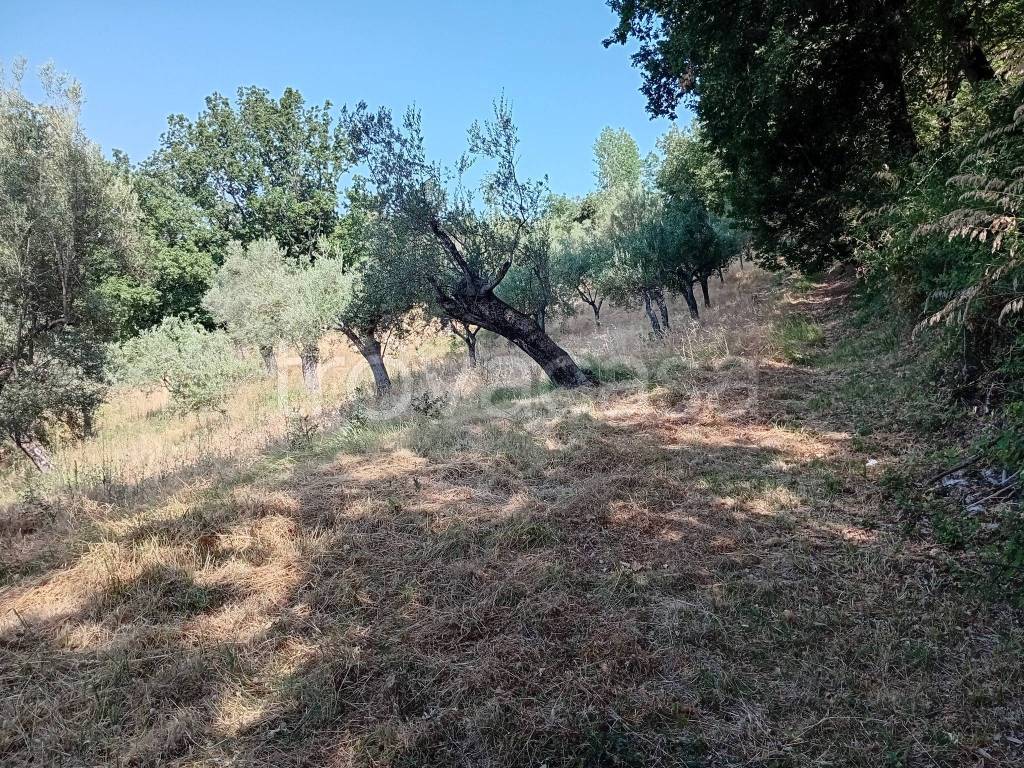immagine annuncio 7 di 11