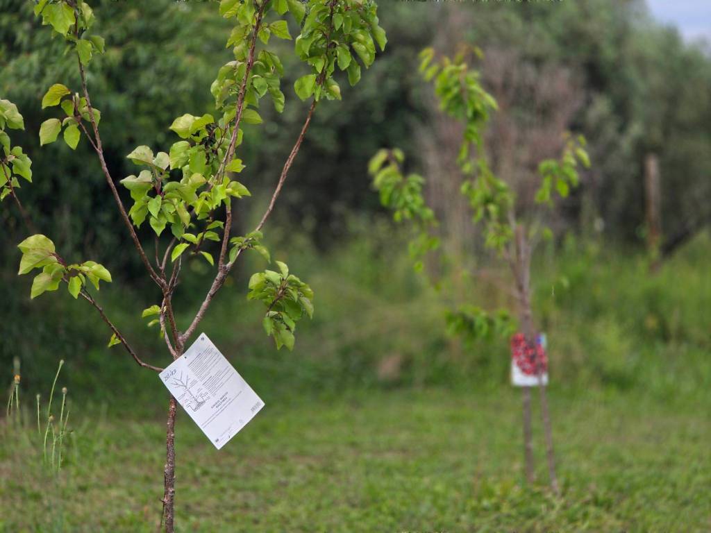 immagine annuncio 6 di 15