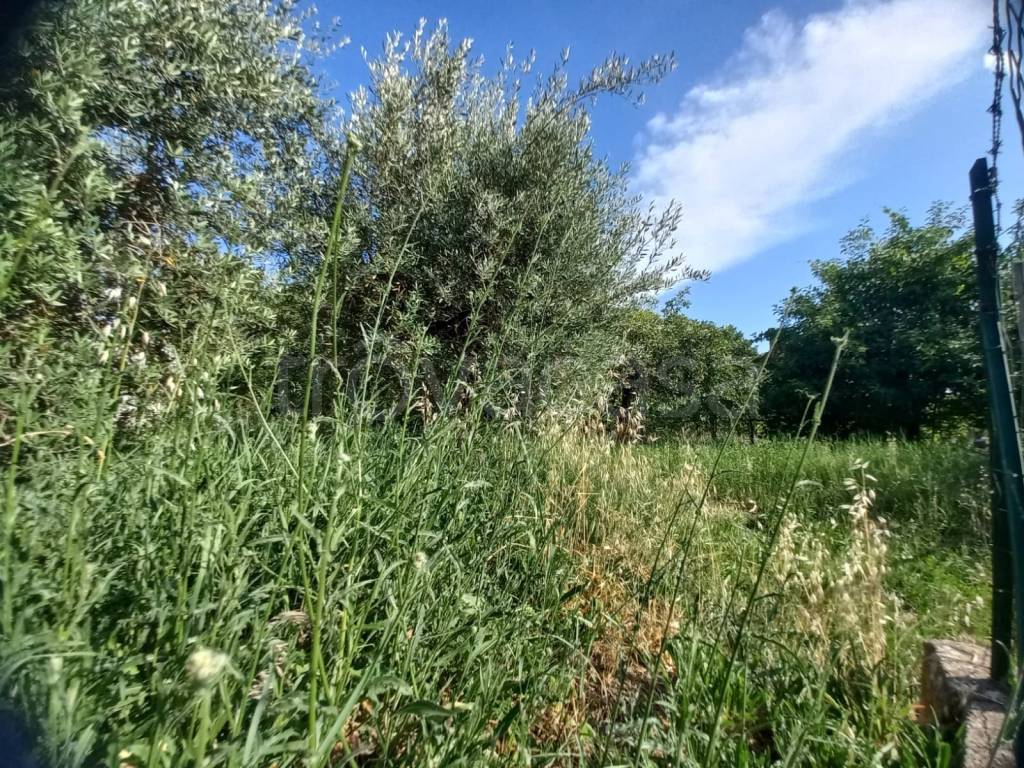 immagine annuncio 2 di 6