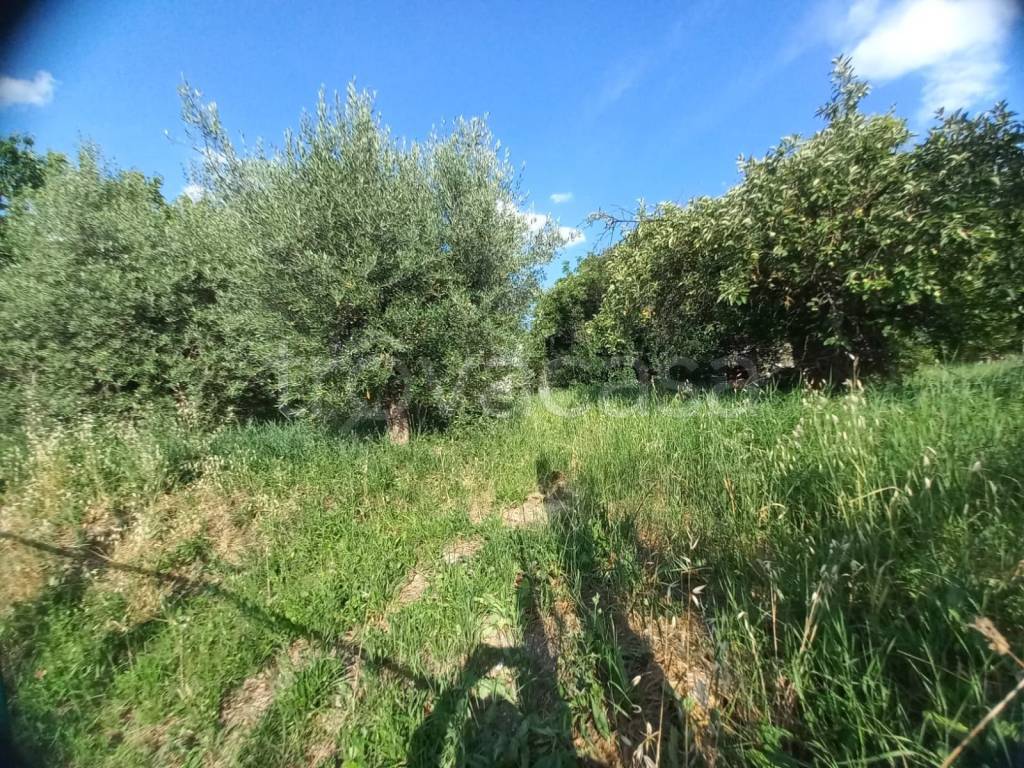 immagine annuncio 4 di 6