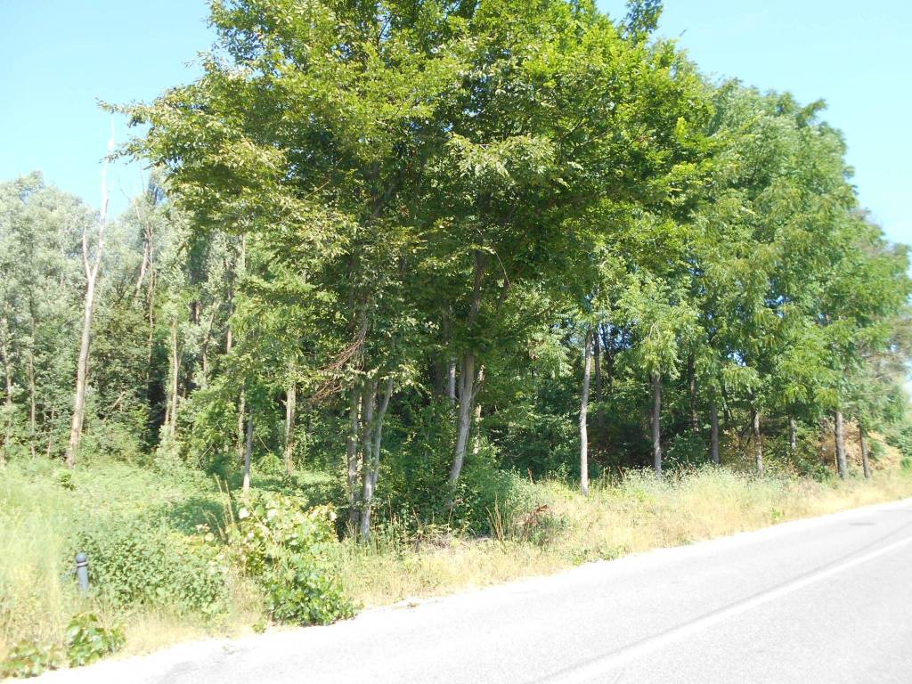 immagine annuncio 8 di 12