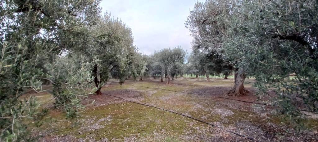 immagine annuncio 5 di 7
