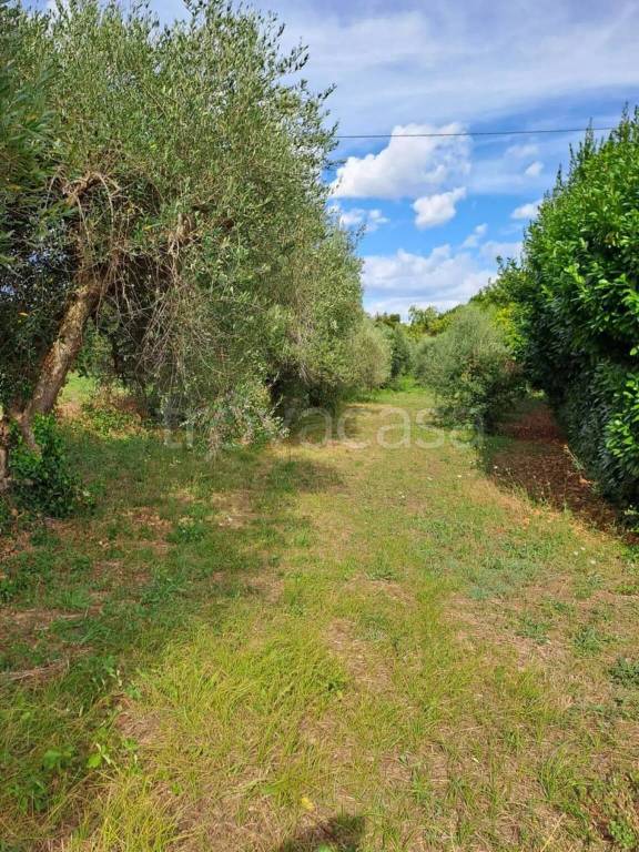 immagine annuncio 7 di 9