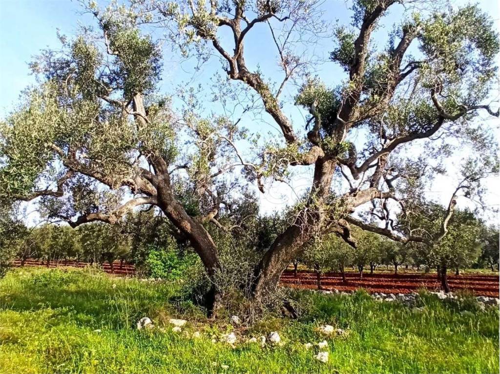 immagine annuncio 4 di 11