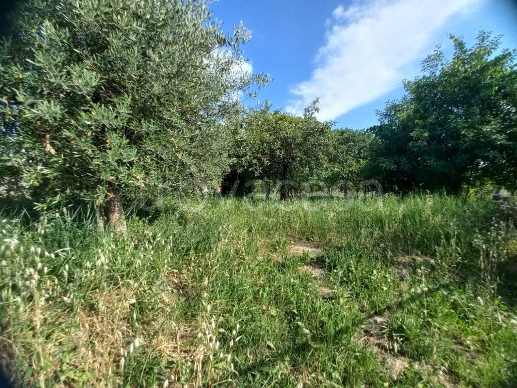 immagine annuncio 10 di 12