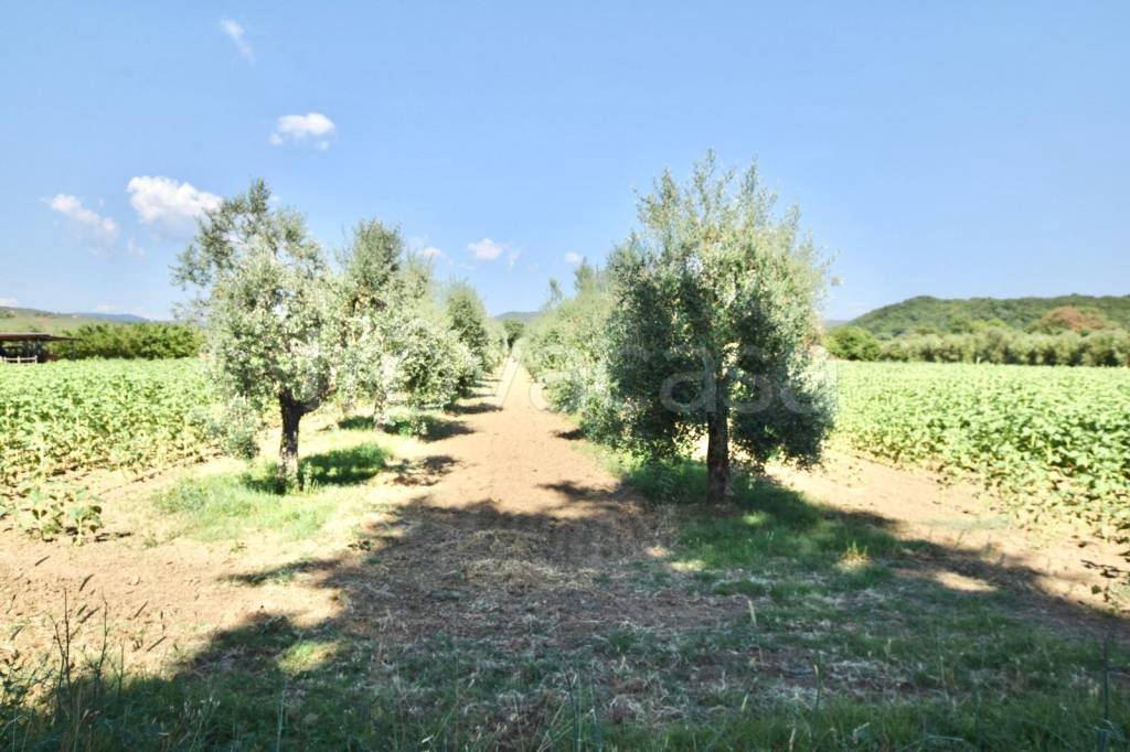 immagine annuncio 2 di 4