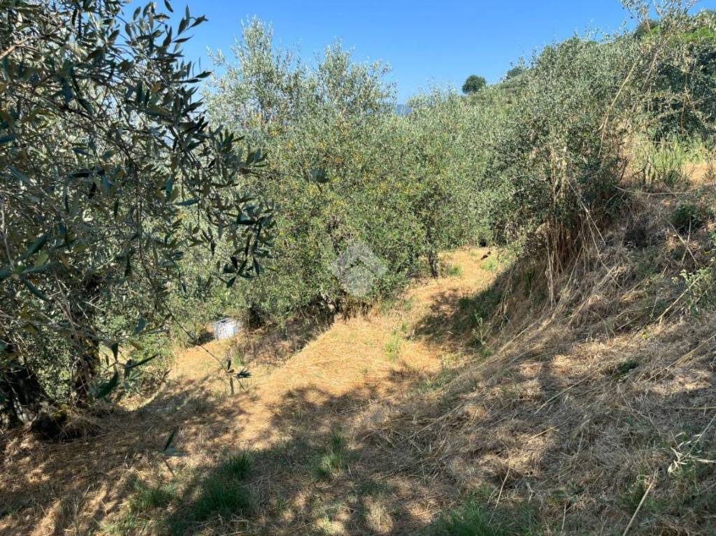 immagine annuncio 2 di 11