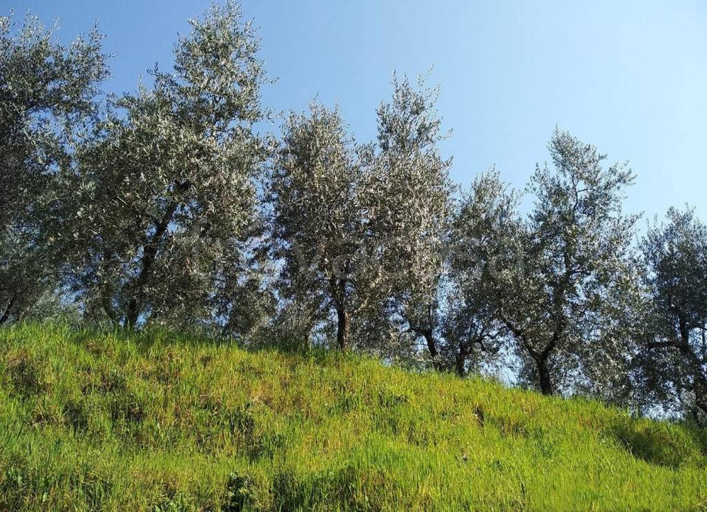 terreno agricolo in vendita a Crespina Lorenzana in zona Crespina