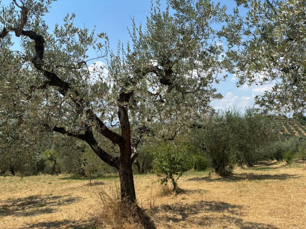 immagine annuncio 2 di 14