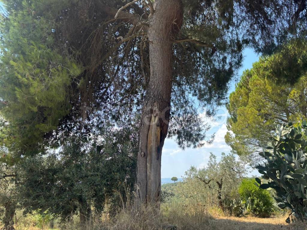 immagine annuncio 11 di 14