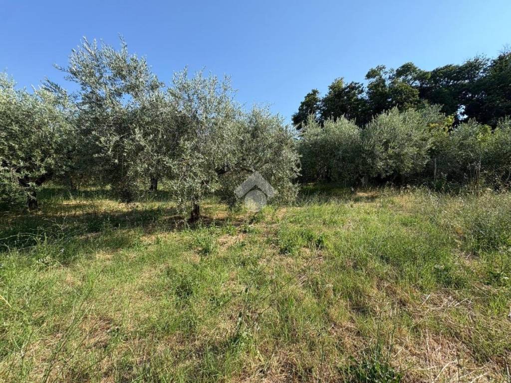 immagine annuncio 7 di 14