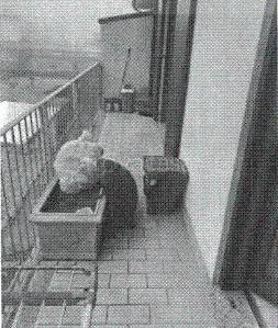 immagine annuncio 8 di 14