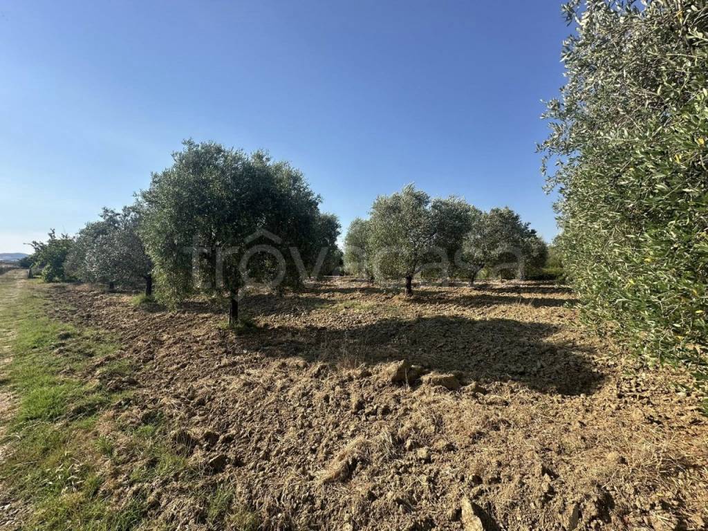 immagine annuncio 5 di 8