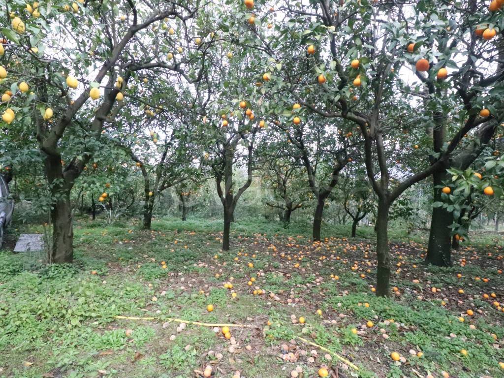 immagine annuncio 6 di 8