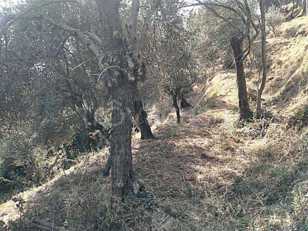immagine annuncio 12 di 13