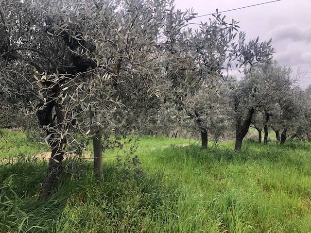 immagine annuncio 9 di 12