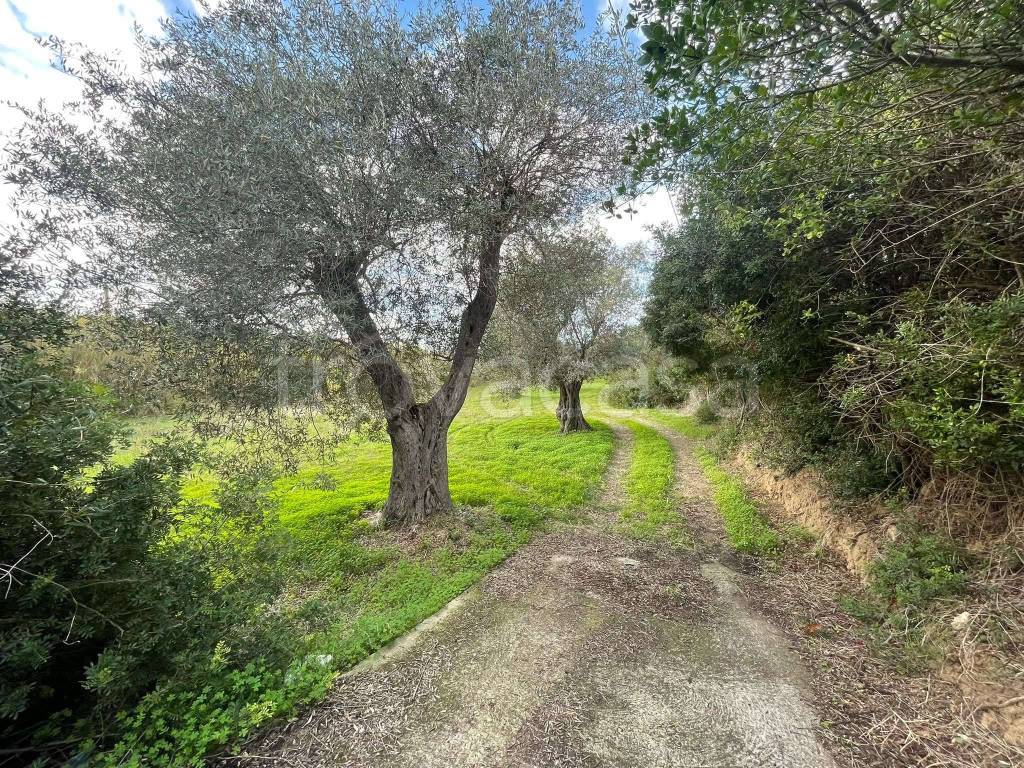 immagine annuncio 9 di 11