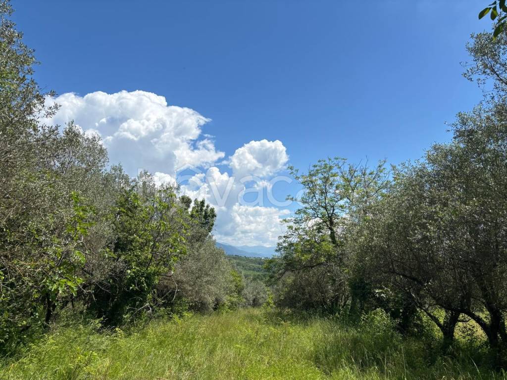 immagine annuncio 5 di 6