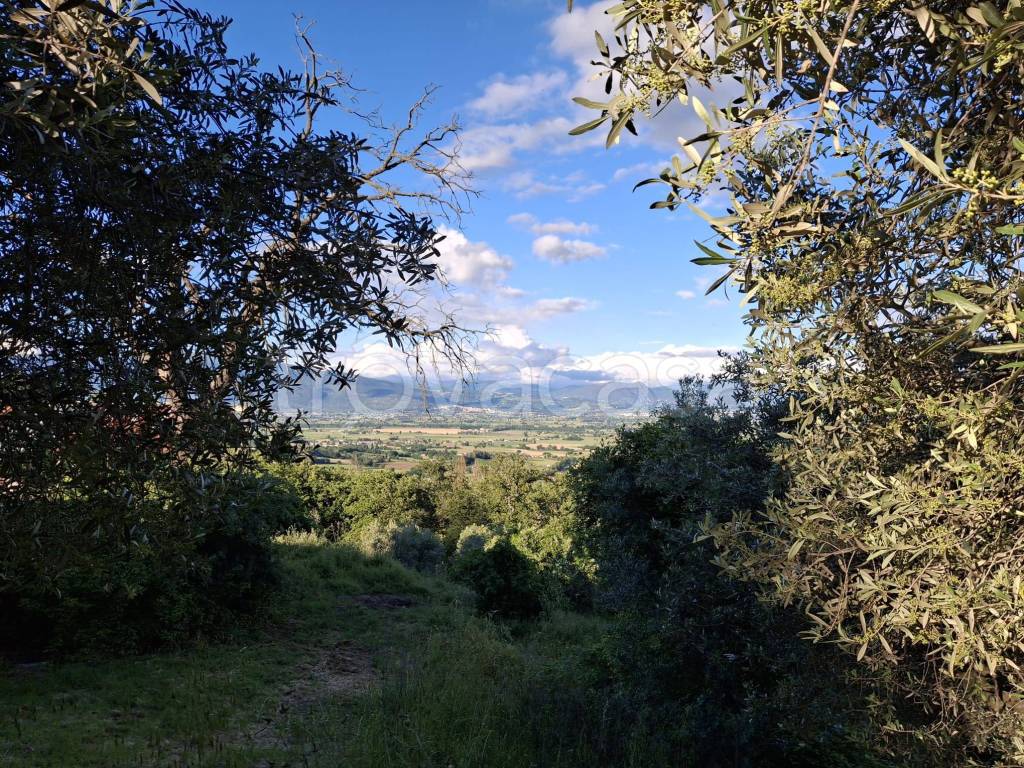 immagine annuncio 4 di 6