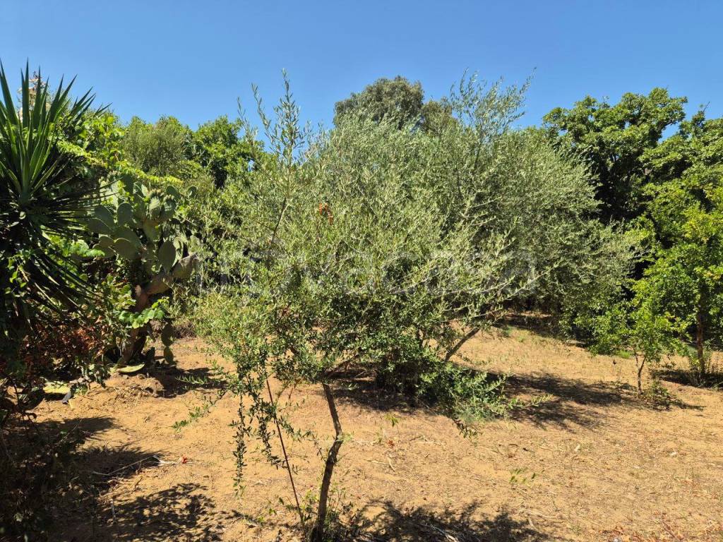immagine annuncio 6 di 12