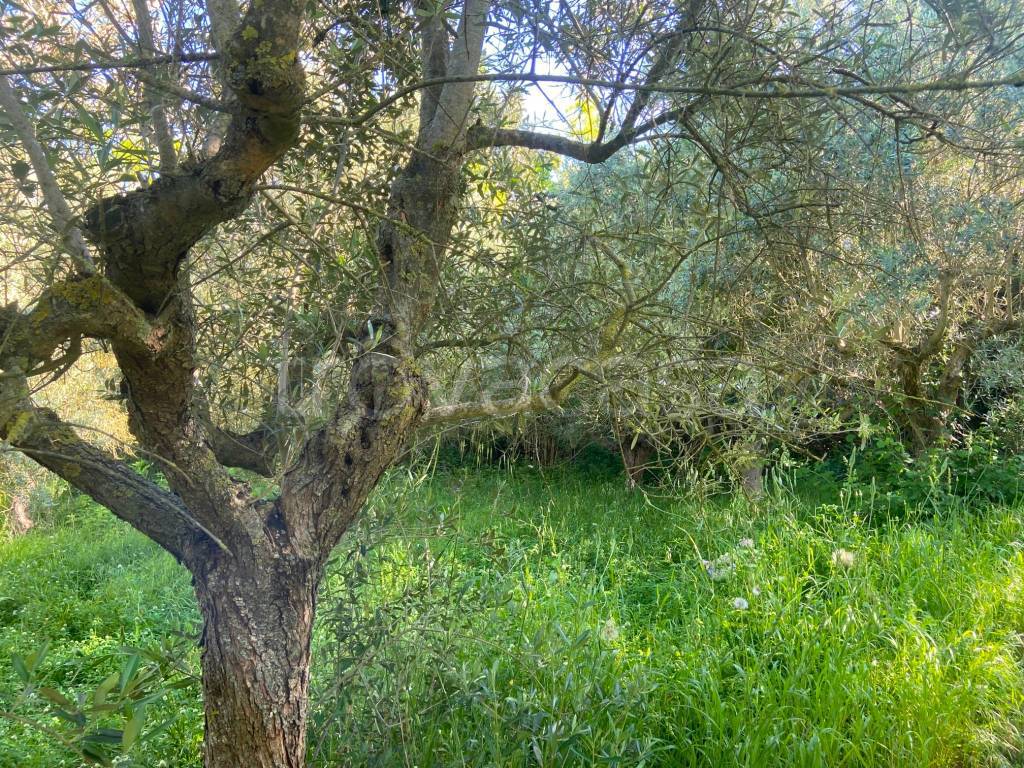 immagine annuncio 8 di 12