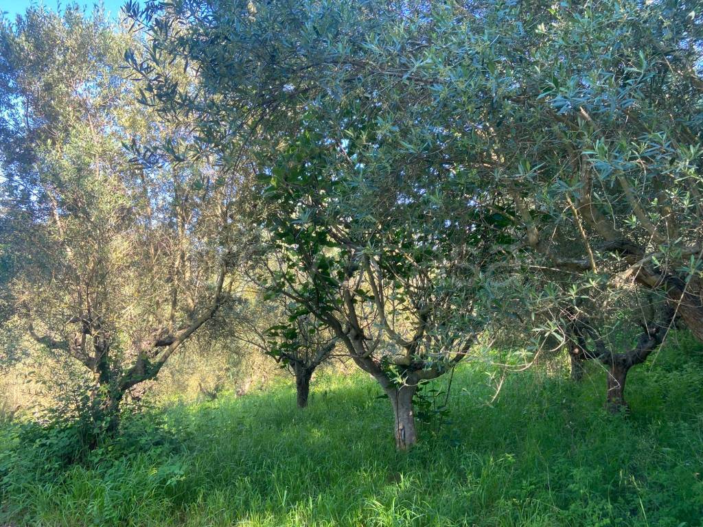 immagine annuncio 9 di 12