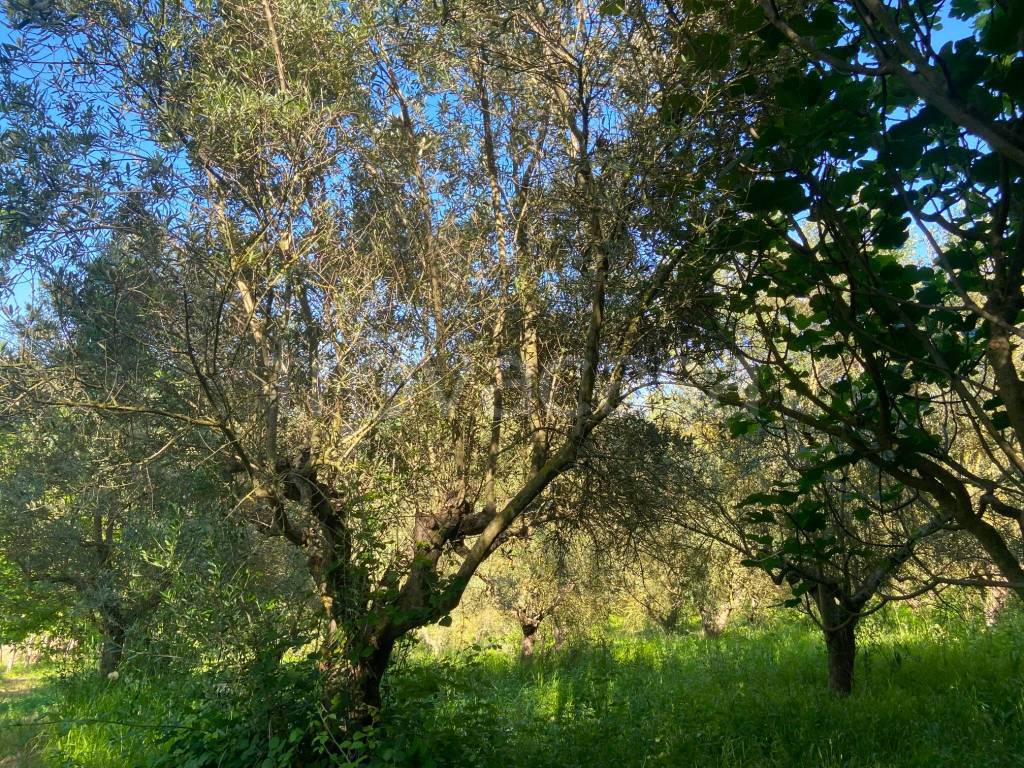 immagine annuncio 10 di 12
