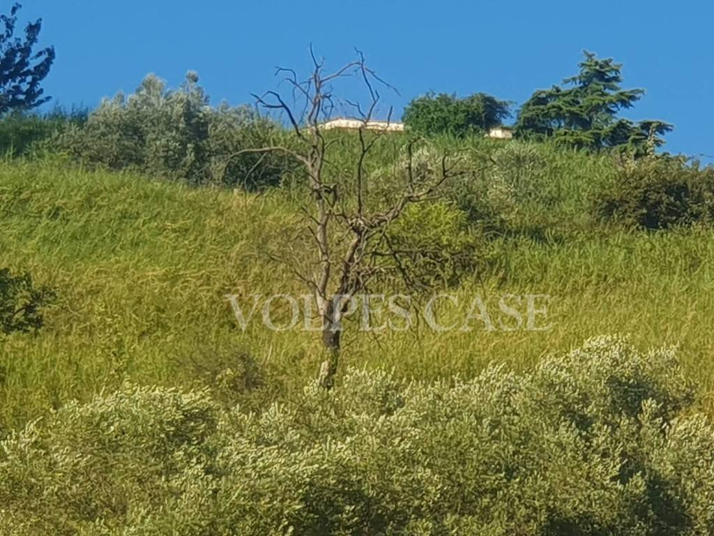 immagine annuncio 10 di 12