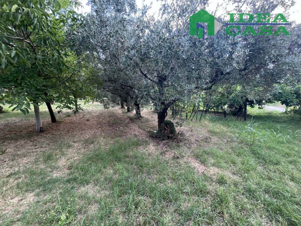 immagine annuncio 6 di 12