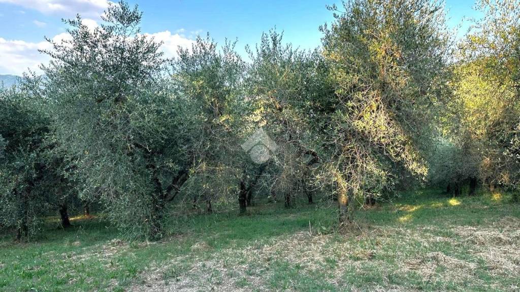 immagine annuncio 2 di 6