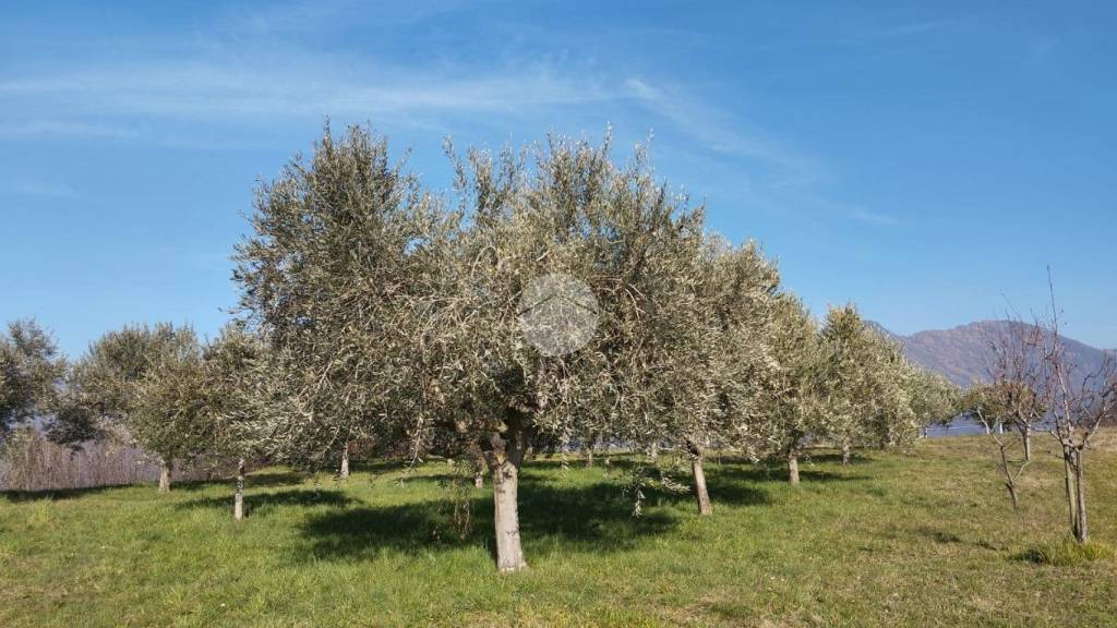 immagine annuncio 1 di 7