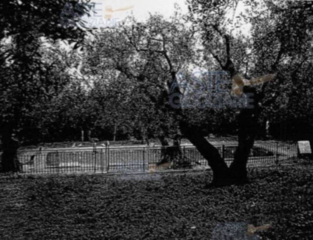 immagine annuncio 4 di 14