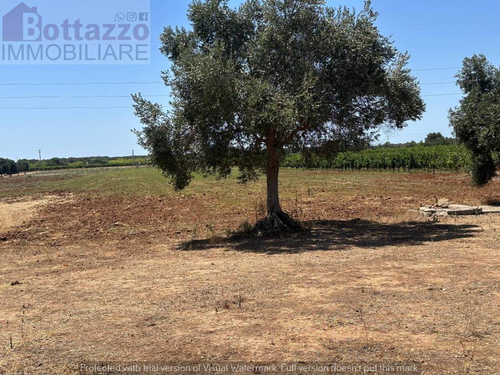 immagine annuncio 10 di 12